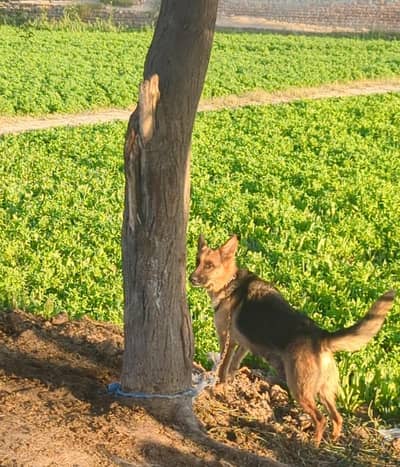 German shepherd female god