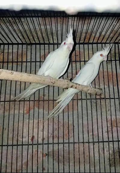 white breeder pair red eyes Cocktail