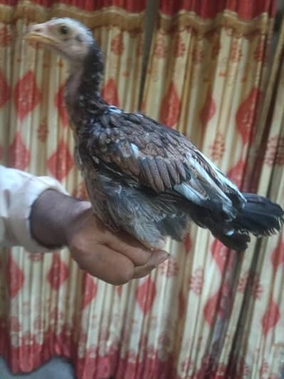 Murgi// final rate hai almost//no bargaining