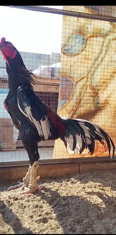 High Quality Cheena Aseel Murgha available. . .