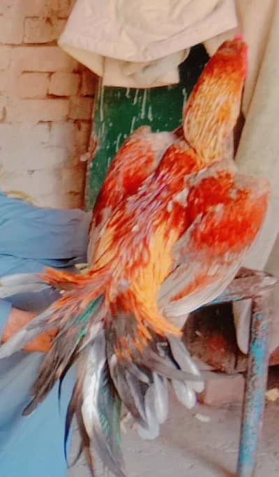 behtarin quality sakhat jism Ban chod  chhoti gardan d nok03054547366