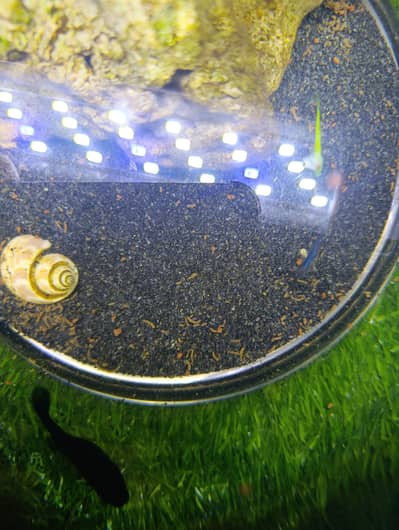 Imported Glass bowl fish equrium