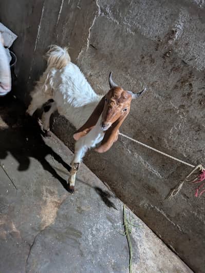 bakra for sale 1dant nikalliya bakra eid tk 2dant hojye ga 03196830610