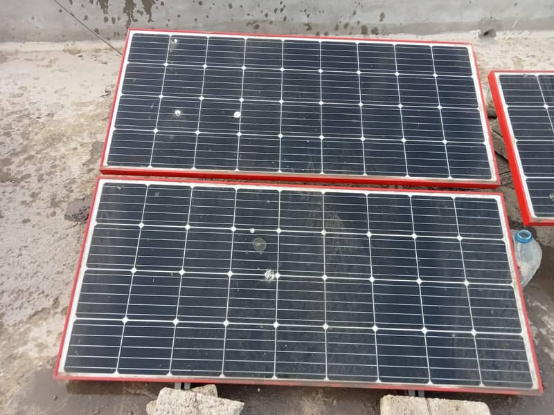 Soler plents. . . . pakg main ab 4