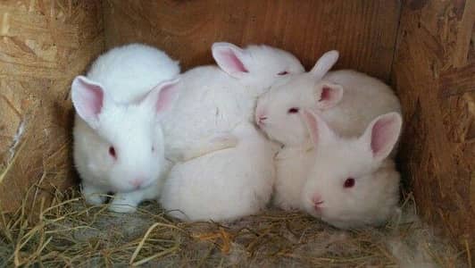 New Zealand white rabbit baby for sale