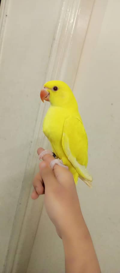 self feed per agaya bht pyara parrot hai