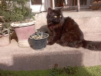 Black Triple coated Persian female cat