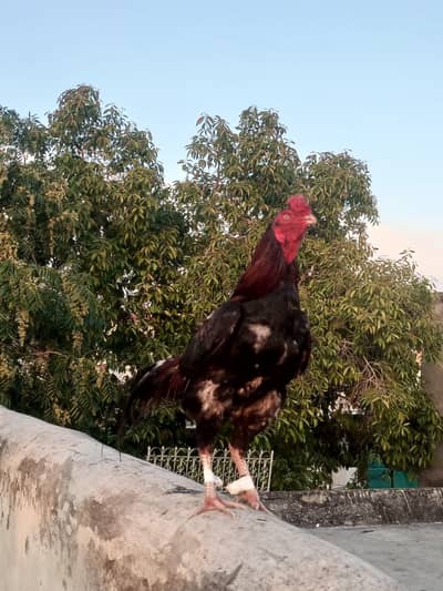 Miawali Aseel Murgha