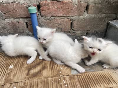 Persian Cat Kitten with Blue Eyes