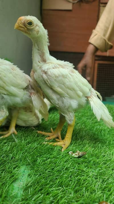 INDIAN PARROT BEAK LONG TAIL TAMIL NADU WHATSAPP NO 03168035881