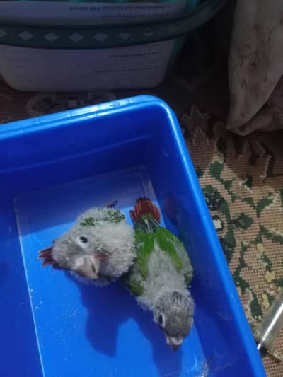 hand feeding chicks available