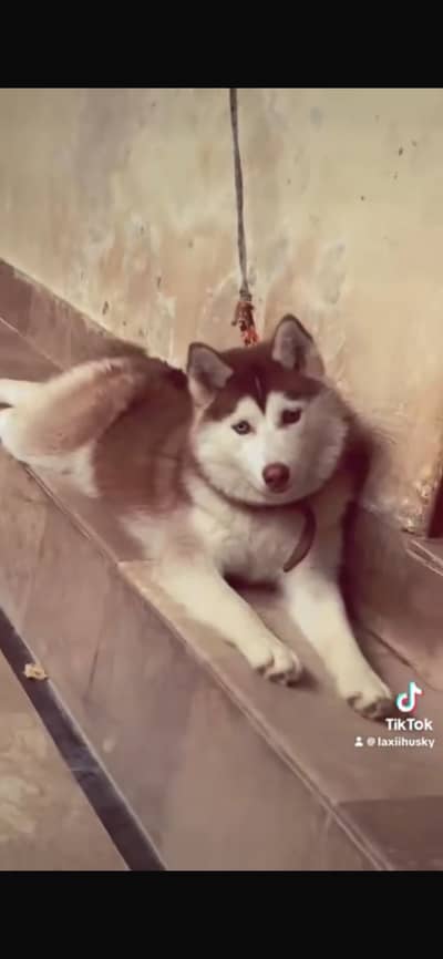 Husky adult puppy