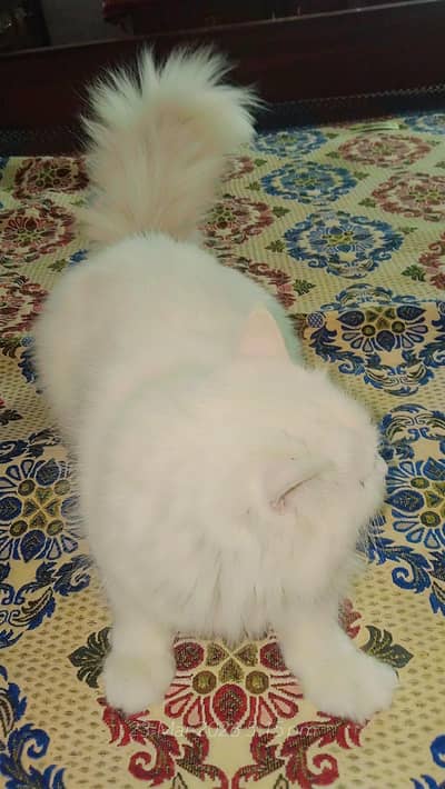 Honny Eyes Active and Healthy Ready to breed