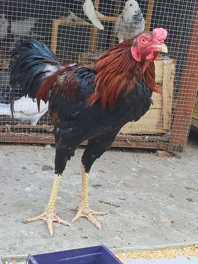 Red end black Mail Beautiful