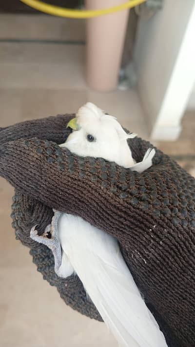 white  done hogo  male ready to breed