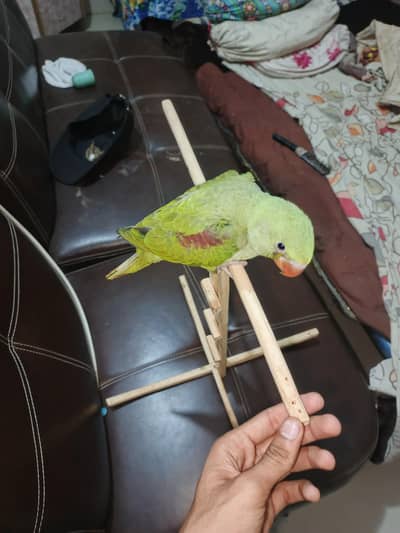 male chick 2 time feed