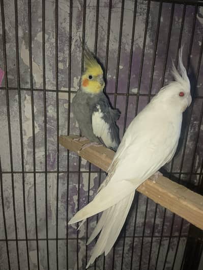 cocktail perrot pair age 3 year all ok