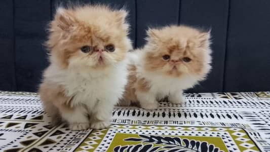peke face male kittens woolly coat