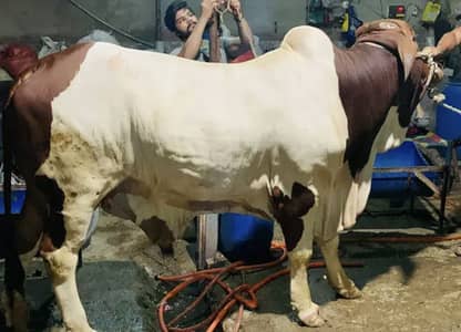 QURBANI 2K26 North karachi, janwar ma hissa dalna chahte hain