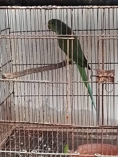Jumbo size Ringneck Male