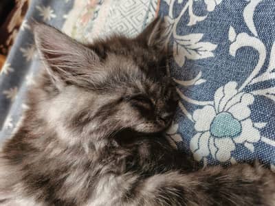 Persian kitten with semi punch face