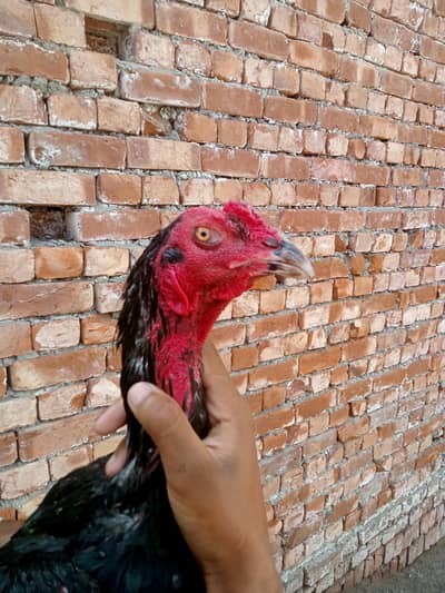 Thai male full active