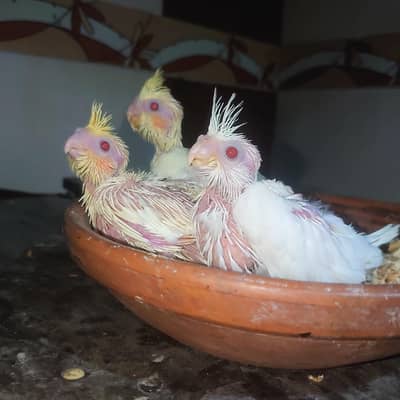 cocktails hand feeding chicks