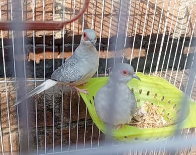 breeder diamond doves