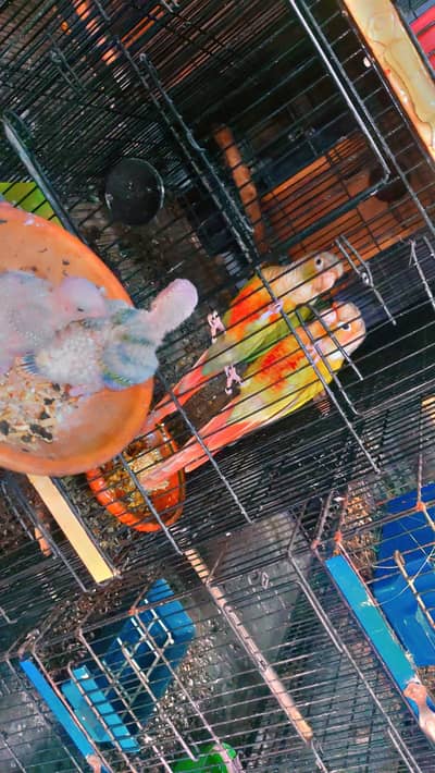 pineapple conour extreme red factor chick