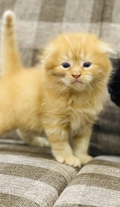 Scottish Fold Kitten