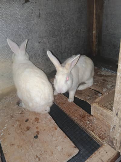 white newziland rebbitts 2 male