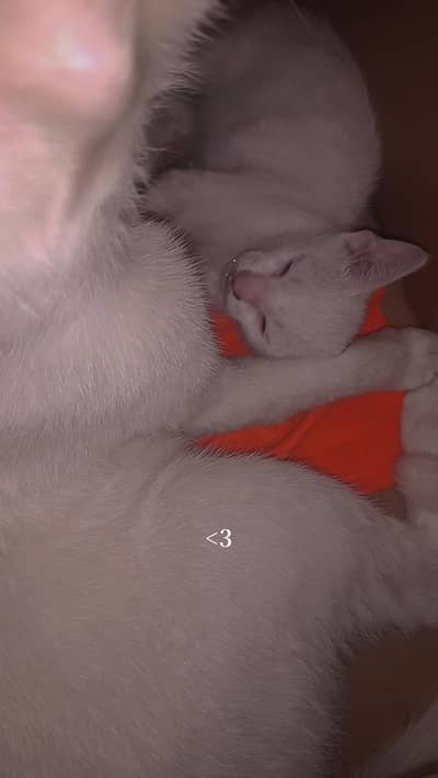 persion 2 coat kitten for adoption