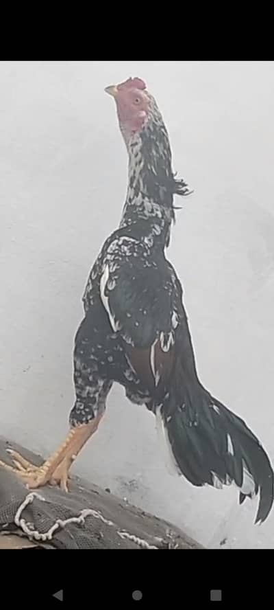 aseel murga or aseel murghi +3 bachy