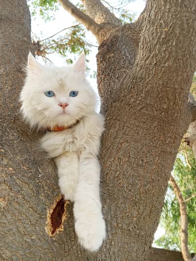 Blue eyes#Russain cat#male cat #white male cat