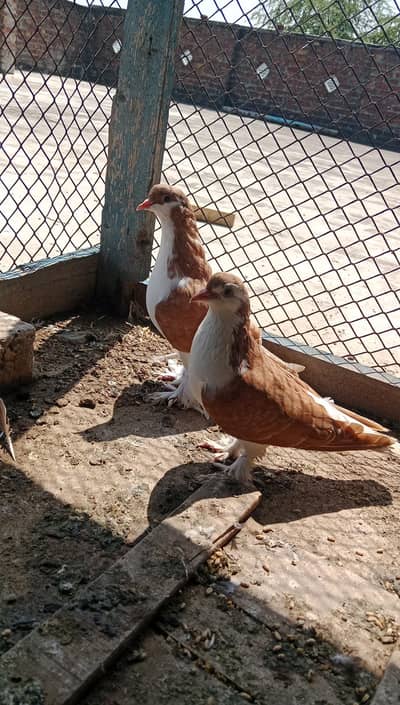 sherazi pair for sale