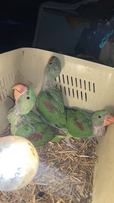 Raw parrot chicks available