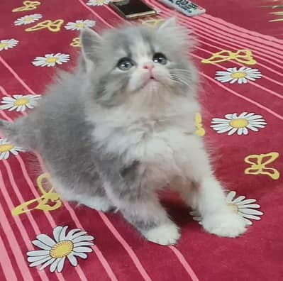 purcian punch face triple cot kitens