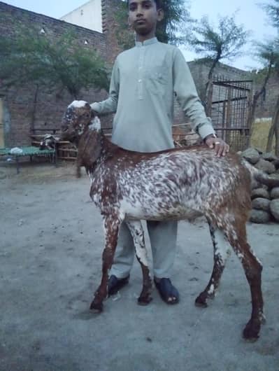 white cheena bakra . . . . 03034786585