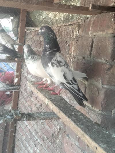 sabaz cheena kabootar