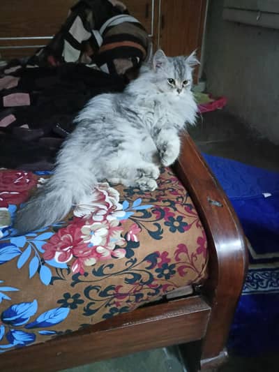 Punch face pur Persian