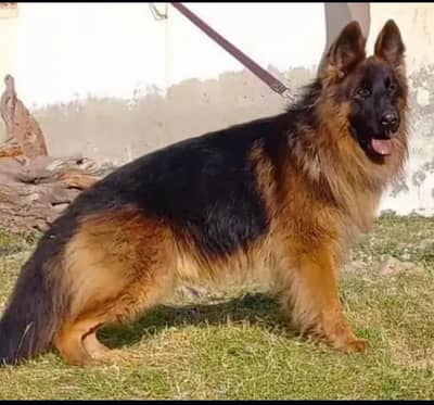 German shop urgent for sale double c only Whatsapp number 03327945291