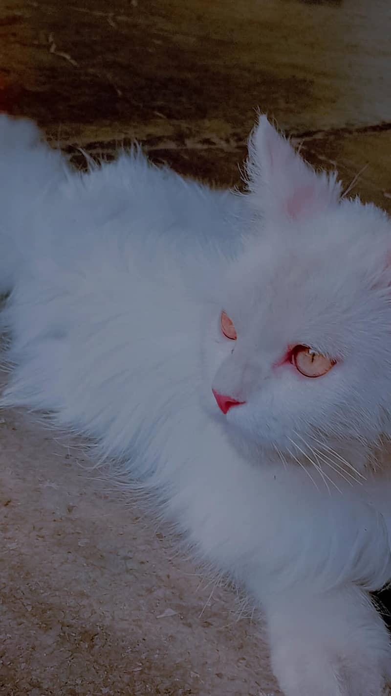 Persian Cat 1