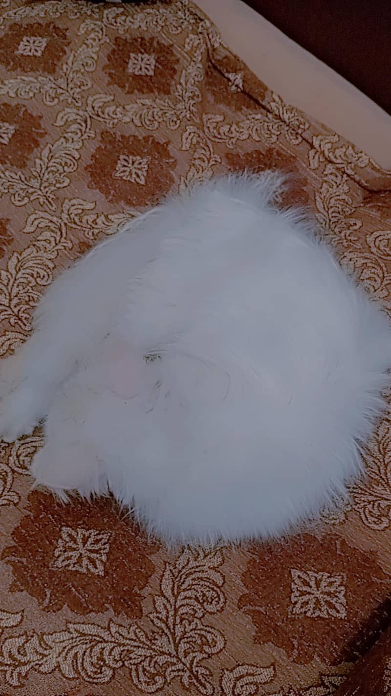 Persian Cat 2