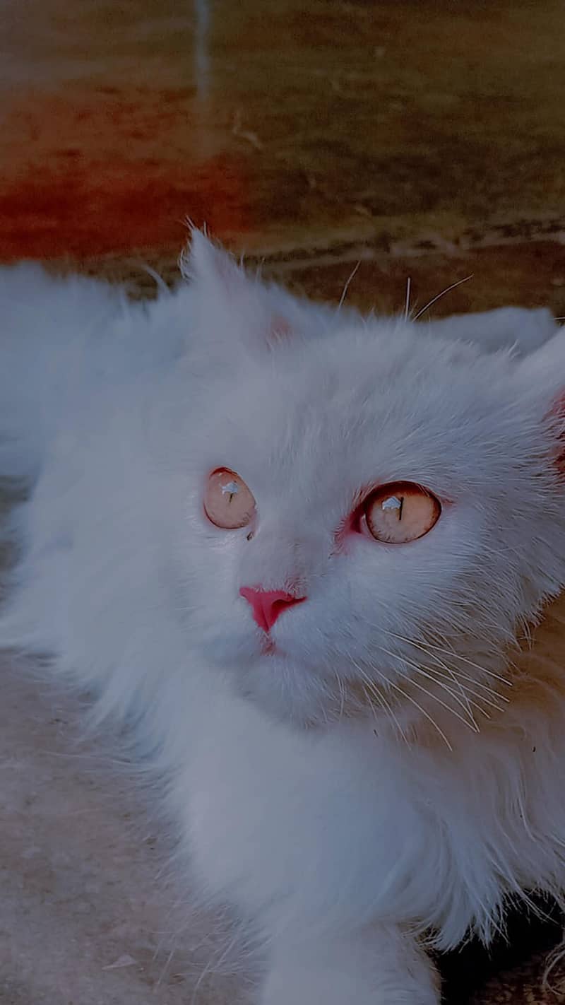 Persian Cat 3