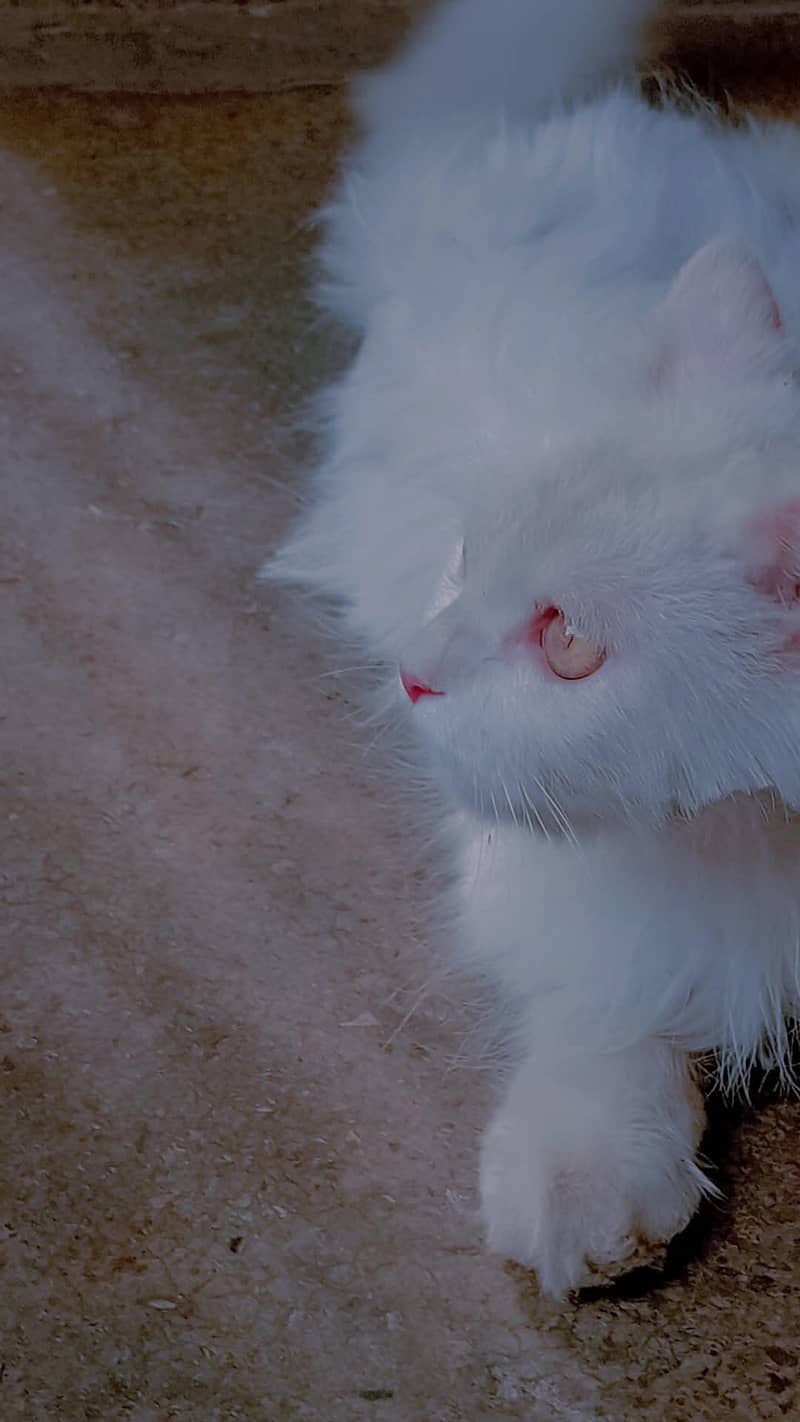 Persian Cat 4