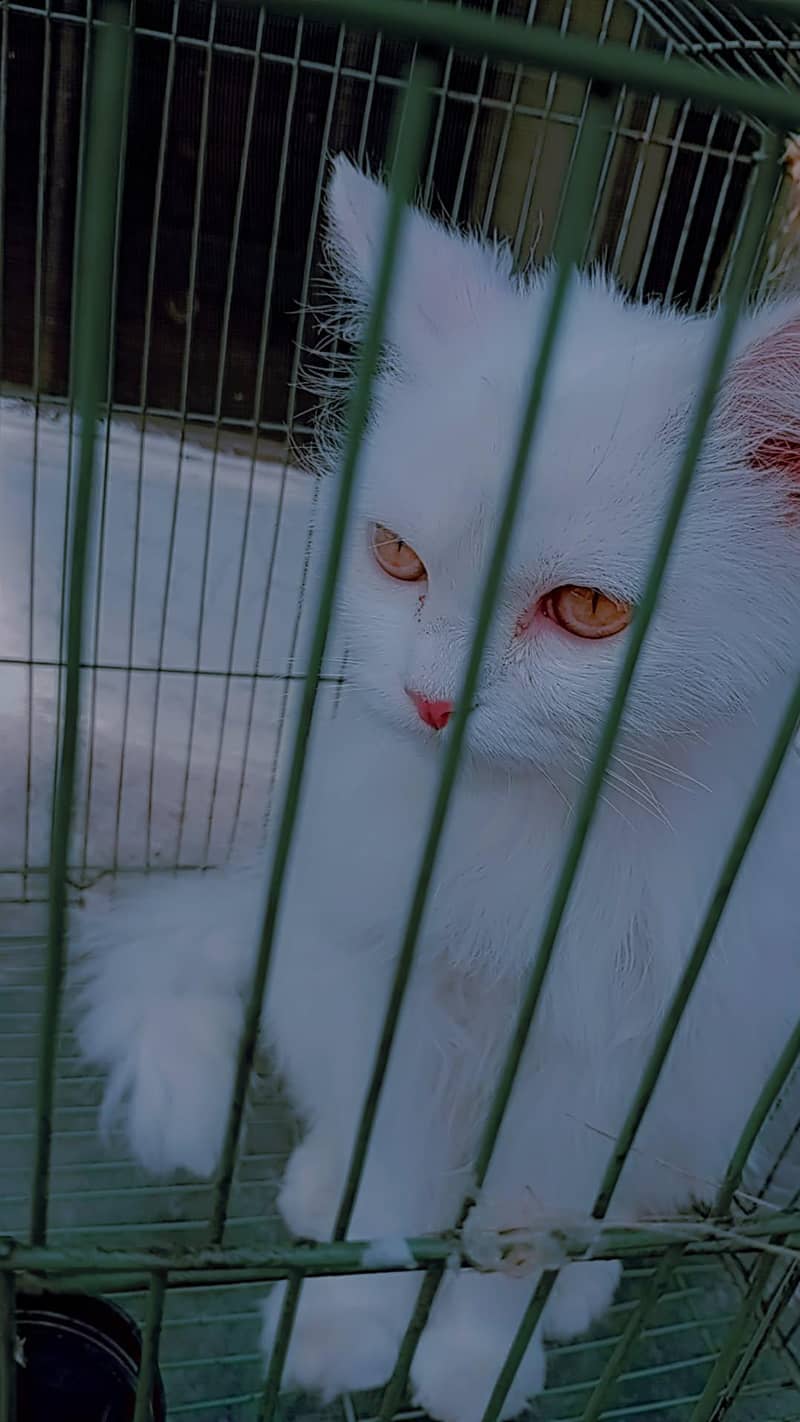 Persian Cat 6