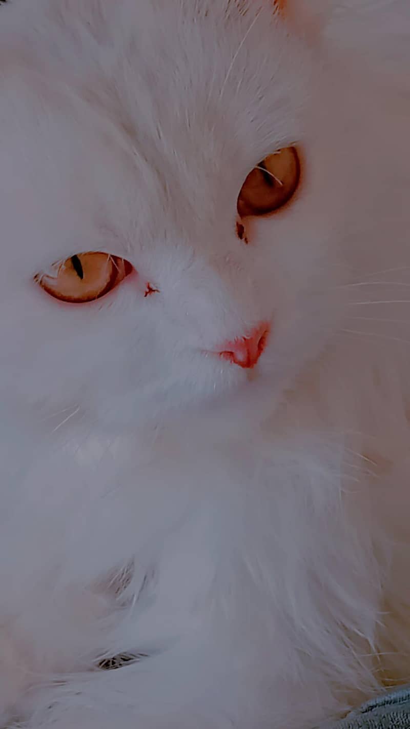 Persian Cat 8