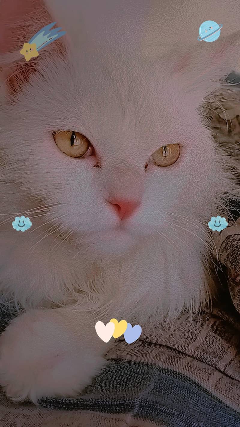 Persian Cat 9