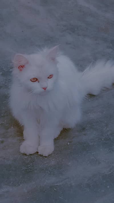 White persian female cat