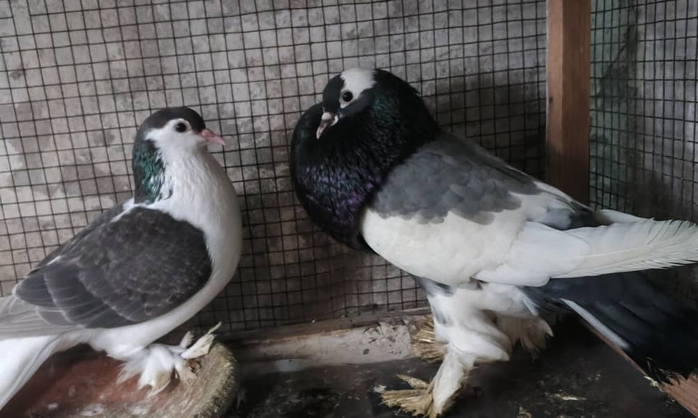fancy birds pair healthy male female cute colore 0